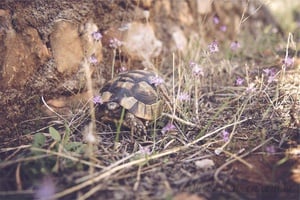 Tartaruga Caminhando