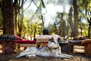 Husky Relaxando - Quebra-Cabeça - Geniol