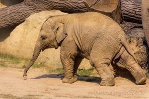 Bebê Elefante