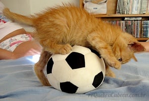 Gatinho Brincando com Bola