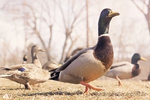 Pelicanos no Parque - Quebra-Cabeça - Geniol