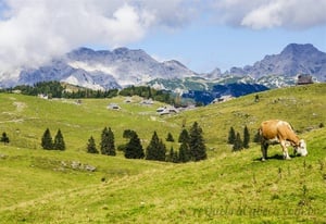 Quebra-Cabeças de Paisagens - Geniol