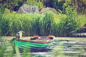 Pelicanos no Parque - Quebra-Cabeça - Geniol