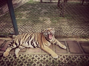 Tigre na Jaula - Quebra-Cabeça - Geniol