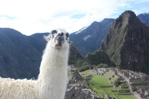 Lhama em Machu Picchu - Quebra-Cabeça - Geniol