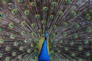 Pavão Azul - Quebra-Cabeça - Geniol