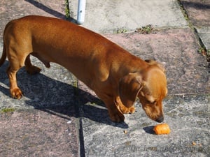 Dachshund Comendo