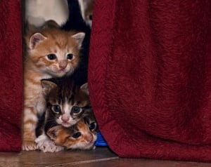 Gatos no Buraco - Quebra-Cabeça - Geniol