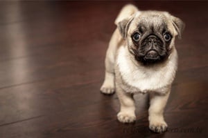 Cachorro na Sala - Quebra-Cabeça - Geniol