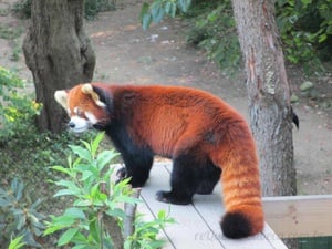 Panda Vermelho