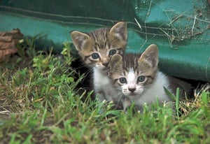 Gatos no Buraco