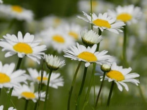 Quebra-Cabeças de Flores - Geniol