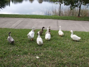 Patos na Grama - Quebra-Cabeça - Geniol