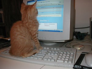 Gatinho Brincando com Bola - Quebra-Cabeça - Geniol