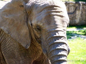 Elefante Elegante - Quebra-Cabeça - Geniol