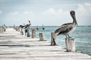Pelicanos no Pier