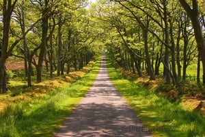 Estrada Arborizada - Quebra-Cabeça - Geniol