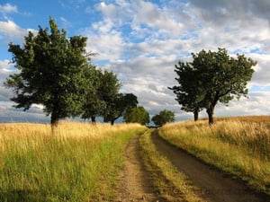 Estrada no Campo