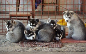 Filhotes de Husky - Quebra-Cabeça - Geniol