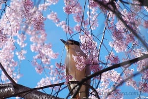 Passarinho na Primavera