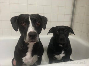 Cachorros no Banho