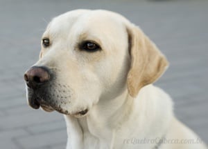 Cachorro Estiloso - Quebra-Cabeça - Geniol