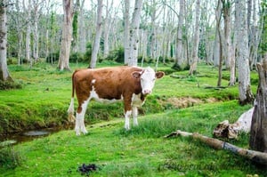 Vaca na Floresta
