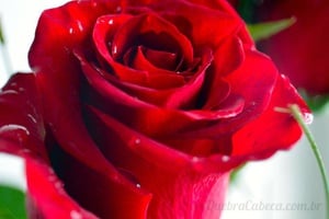 Rosas multicoloridas quebra-cabeça em Flores quebra-cabeças em