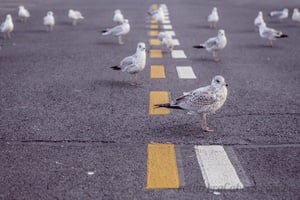 Quebra-Cabeças de Aves - Geniol