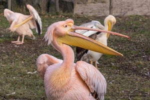 Pelicanos no Parque