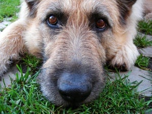 Cara de Cachorro