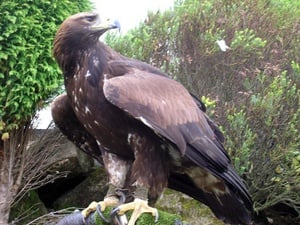 Quebra-Cabeças de Aves - Geniol