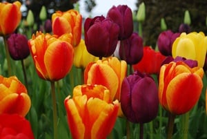 Cercado por flores quebra-cabeça em Flores quebra-cabeças em