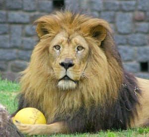Leão no Zoológico