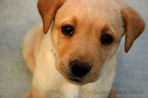 Filhote de Golden Retriever