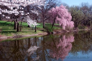 Primavera no Lago