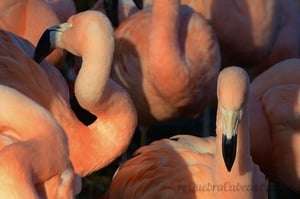 Cisnes no Lago - Quebra-Cabeça - Geniol