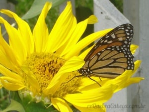 Borboleta na Flor Amarela