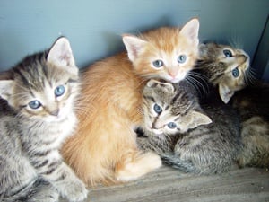 Gatinho Brincando com Bola - Quebra-Cabeça - Geniol