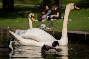 Cisnes no Lago