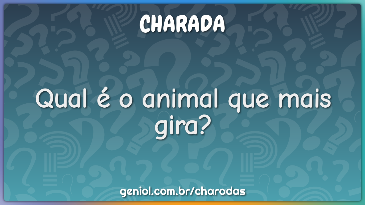 Qual é o animal que mais gira?