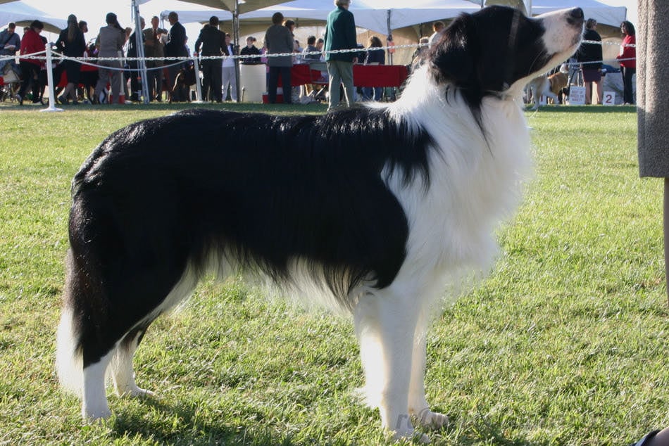 Border Collie na Exposição - Quebra-Cabeça - Geniol