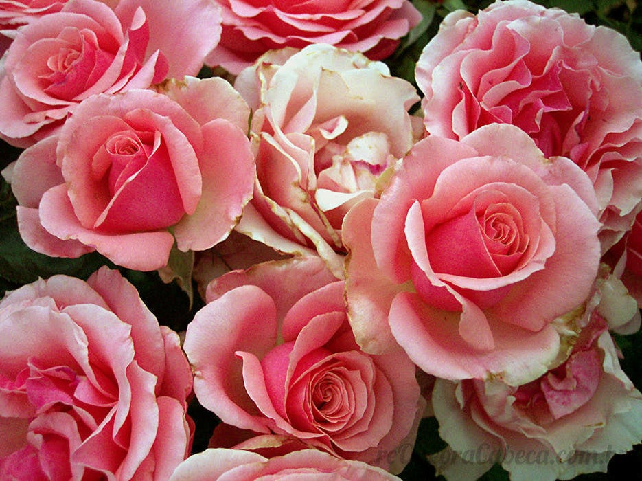 Buque de Rosas - Quebra-Cabeça - Geniol