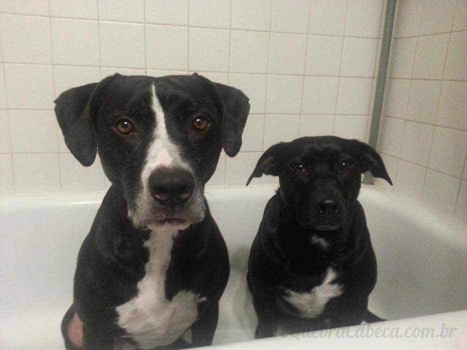 Cachorros no Banho - Quebra-Cabeça - Geniol