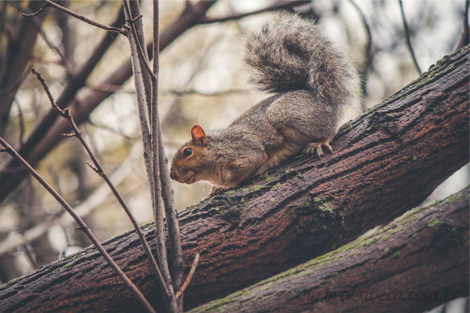 Esquilo na Árvore - Quebra-Cabeça - Geniol