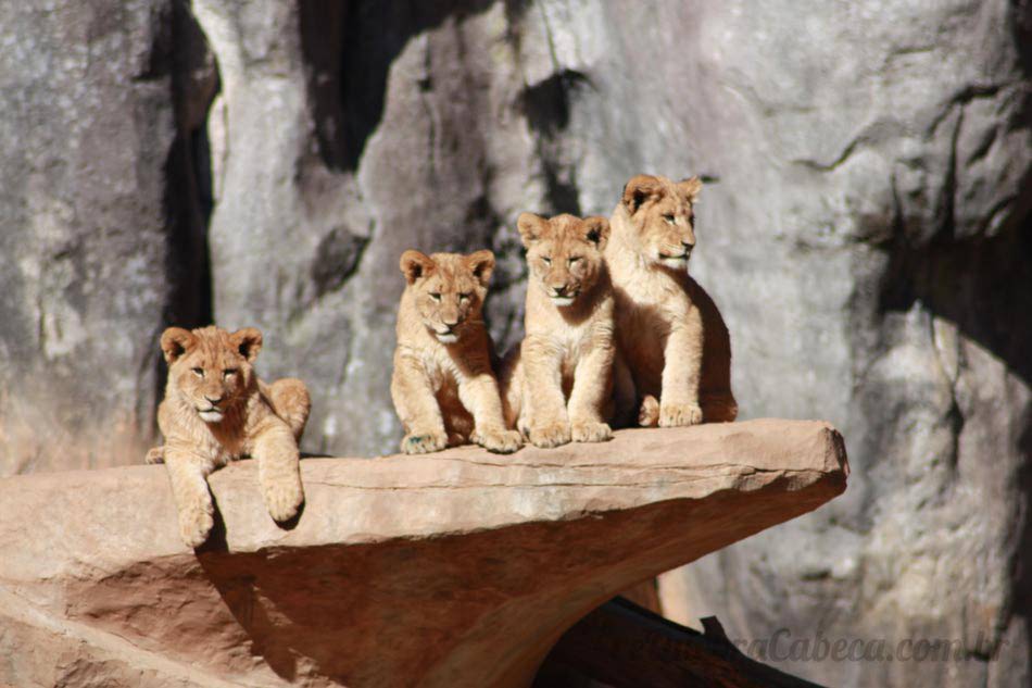 Filhotes de Leão - Quebra-Cabeça - Geniol