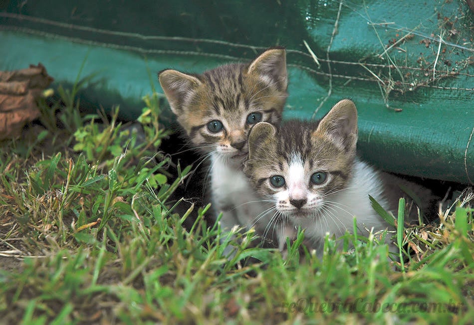 Gatos no Buraco - Quebra-Cabeça - Geniol
