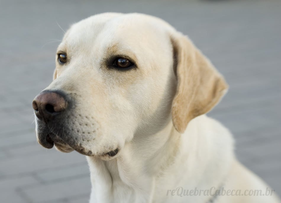 Labrador Pensando - Quebra-Cabeça - Geniol